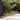 Verhoogde tuinbak 386x50x36 cm cortenstaal