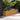 Verhoogde tuinbak 385x50x69 cm cortenstaal