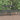 Tuinbank 2-zits 159,5x44x45 cm massief grenenhout grijs