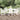 7-delige Tuinset massief grenenhout wit