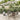 5-delige Tuinset met kussens poly rattan grijs