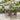 5-delige Tuinset met kussens poly rattan grijs