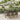 7-delige Tuinset met kussens poly rattan grijs
