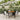 5-delige Tuinset met kussens poly rattan zwart