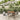 5-delige Tuinset met kussens poly rattan grijs