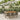 7-delige Tuinset met kussens poly rattan grijs