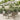 5-delige Tuinset met kussens poly rattan grijs