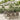 7-delige Tuinset met kussens poly rattan grijs