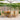 7-delige Tuinset poly rattan en massief hout beige